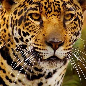 Meet your Posher, Marcia